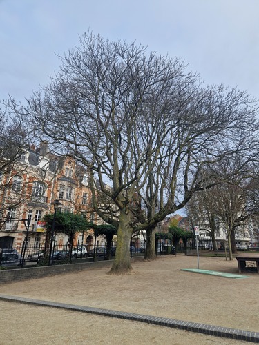 Hemelboom &ndash; Schaarbeek, de Jamblinne de Meuxplein, de Jamblinne de Meuxplein, face 34 &ndash;  02 December 2025