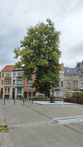 Zilverlinde – Schaarbeek, de Jamblinne de Meuxplein, de Jamblinne de Meuxplein, face 42 –  03 September 2025