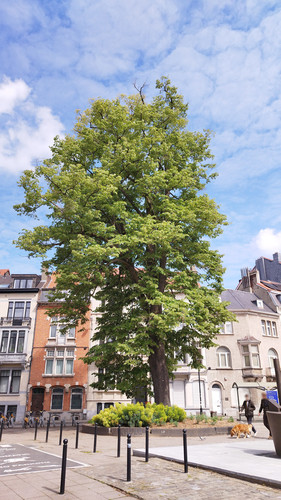 Tilleul argenté &ndash; Schaerbeek, Place de Jamblinne de Meux, Place de Jamblinne de Meux, face 42 &ndash;  07 Mai 2026