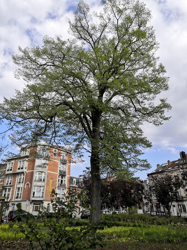 Zilverlinde – Schaarbeek, de Jamblinne de Meuxplein, de Jamblinne de Meuxplein –  22 April 2022