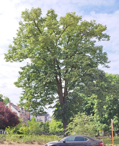 Zilverlinde &ndash; Schaarbeek, de Jamblinne de Meuxplein, de Jamblinne de Meuxplein &ndash;  07 Mei 2026