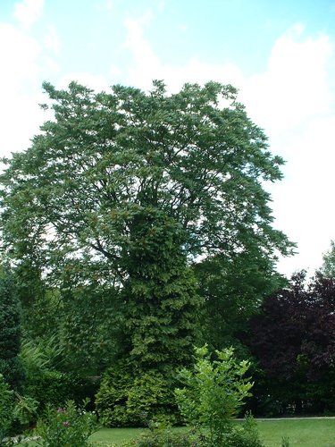 Hemelboom – Schaarbeek, Heliotropenlaan, 1 –  08 Juli 2002