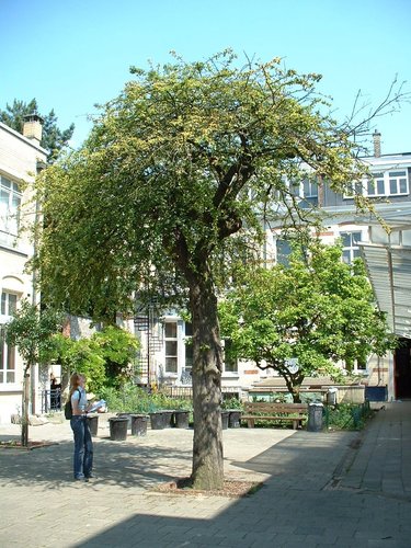 Crataegus laevigata 'Plena' – Schaerbeek, Chaussée de Haecht, 235 –  25 Juin 2002