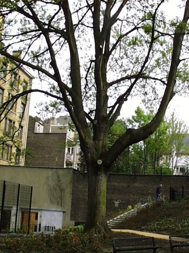 Acer pseudoplatanus f. aureovariegatum – Schaerbeek, Parc Lacroix, Avenue Princesse Elisabeth, 30/38 –  22 Avril 2002