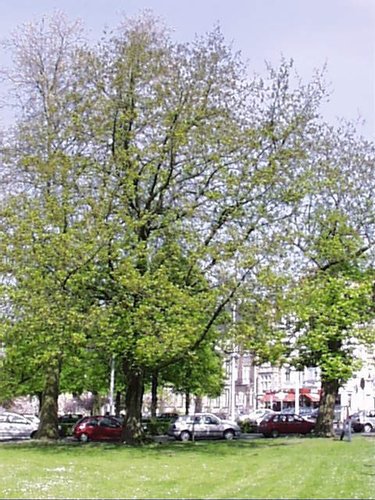Ptérocaryer à feuilles de frêne – Schaerbeek, Avenue Huart Hamoir et Square Riga, Square François Riga –  22 Avril 2002