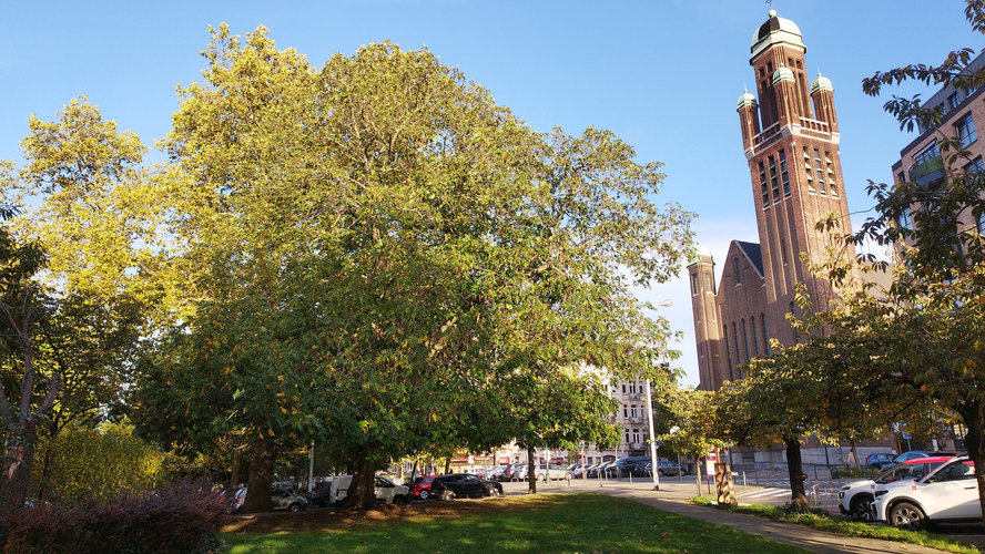 Ptérocaryer à feuilles de frêne &ndash; Schaerbeek, Avenue Huart Hamoir et Square Riga, Square François Riga &ndash;  28 Octobre 2026