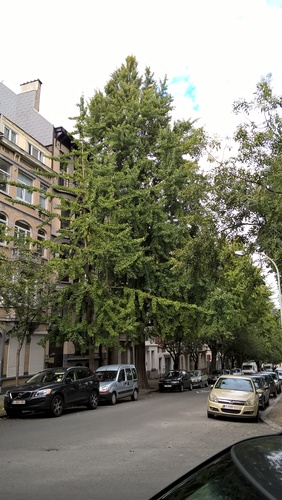 Ginkgo biloba 'Fastigiata' – Schaerbeek, Avenue Huart Hamoir et Square Riga, Avenue Huart Hamoir, 47 –  24 Septembre 2015