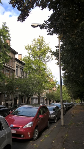 Ginkgo biloba 'Fastigiata' – Schaerbeek, Avenue Huart Hamoir et Square Riga, Avenue Huart Hamoir, 111 –  24 Septembre 2015