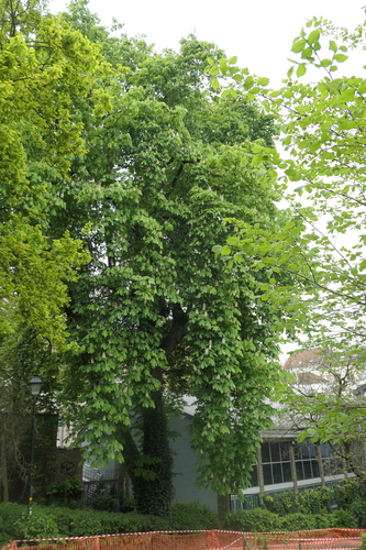 Marronnier commun – Saint-Gilles, Parc Pierre Paulus, parc –  25 Avril 2025
