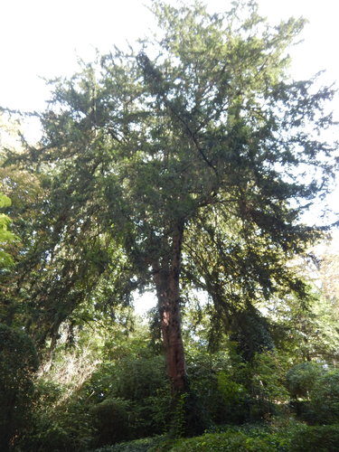 Venijnboom – St.- Gillis, Tuin van het voormalig domein Robie, Sint-Bernardusstraat, 74 –  27 September 2023