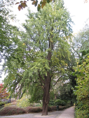 Japanse notenboom – Sint-Joost-Ten-Node, Kruidtuinpark –  26 Oktober 2009