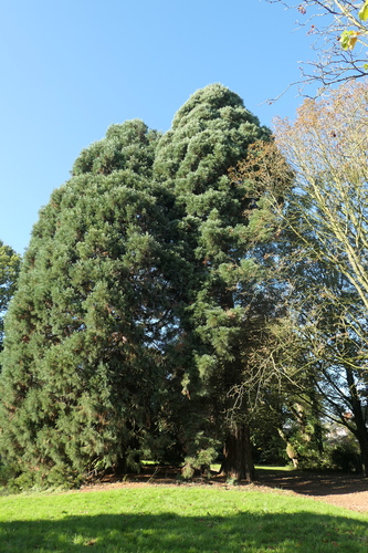 Sequoia géant – Anderlecht, Parc de Scherdemael, Avenue Capitaine Fossoul –  24 Octobre 2024