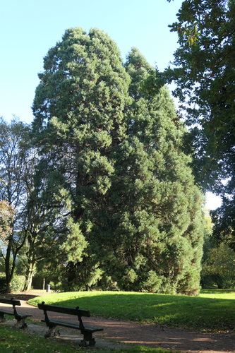 Mammoetboom – Anderlecht, Scherdemaelpark, Kapitein Fossoullaan –  24 Oktober 2024