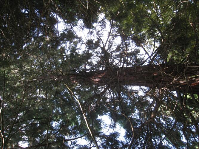 Sequoia géant – Anderlecht, Parc de Scherdemael, Avenue Capitaine Fossoul –  30 Juillet 2008