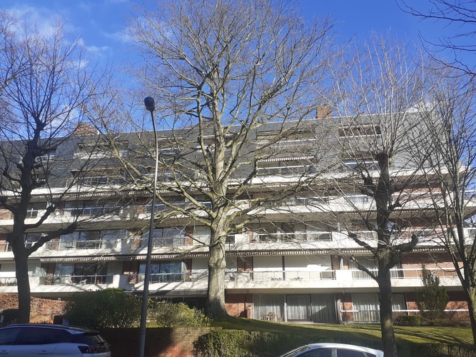 Rode beuk – Ukkel, Kasteel de Walzinlaan, 11 –  07 February 2022