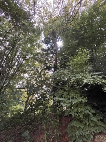 Sequoia sempervirent – Uccle, Ancienne propriété Delwart, Avenue Fond'Roy, 77 –  30 Septembre 2025