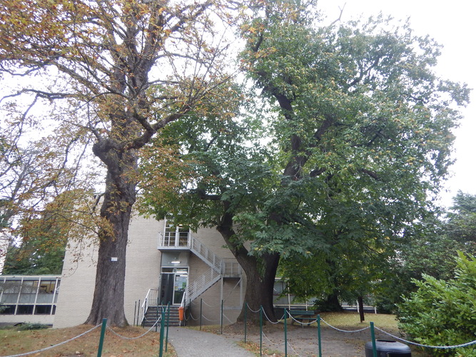 Tamme kastanje – Ukkel, Gatti de Gamondstraat, 95 –  25 September 2025