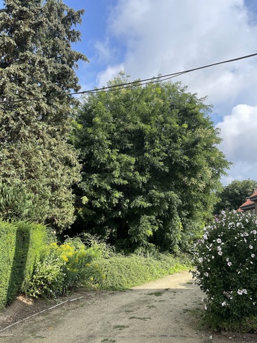Japanse honingboom – Ukkel, Kriekenputstraat, 14 –  01 August 2025