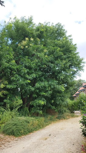 Japanse honingboom &ndash; Ukkel, Kriekenputstraat, 14 &ndash;  05 August 2026