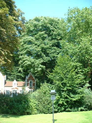 Gewone esdoorn – Oudergem, Park van het Sint-Anna kasteel, Oude Molenstraat, 103 –  30 August 2005