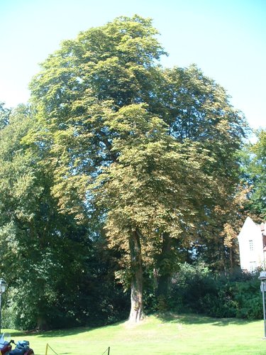 Marronnier commun – Auderghem, Parc du château Sainte Anne, Rue du Vieux Moulin, 103 –  30 Août 2005