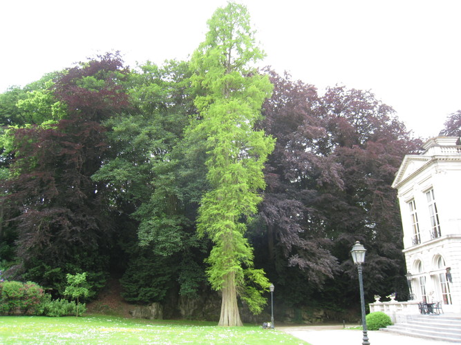 Cyprès chauve de Louisiane – Auderghem, Parc du château Sainte Anne, Rue du Vieux Moulin, 103 –  12 Juin 2013