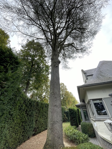 Blauwe ceder – Ukkel, Gebladertelaan, 15 –  23 September 2025