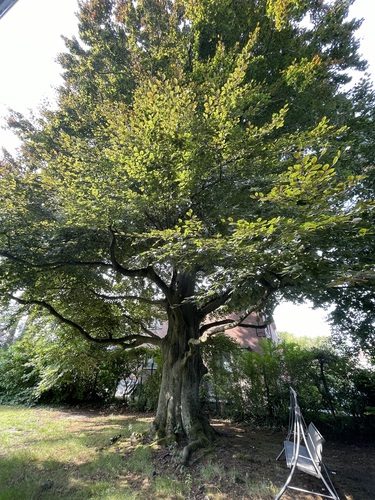 Rode beuk – Ukkel, Dieweg, 47 –  06 August 2025