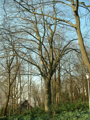 Hêtre pourpre – Uccle, Avenue du Val Fleuri, 16 –  21 Février 2003