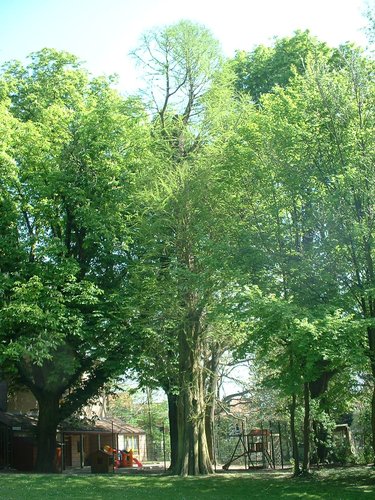 Moerascipres – Anderlecht, Astridpark, parc –  17 April 2003
