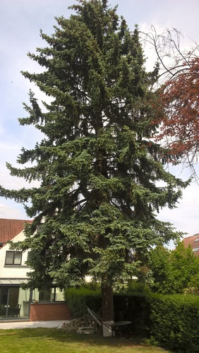 Picea pungens 'Glauca' – Ukkel, de Foestraetslaan, 54 –  23 Mei 2019