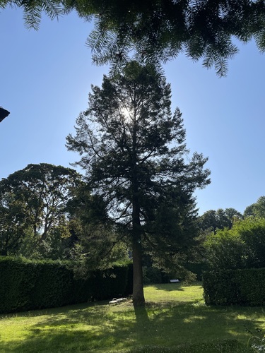 Douglas du Pacifique – Uccle, Avenue de Foestraets, 124 –  07 Août 2025