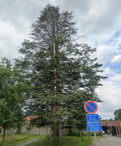 Sapin de Vancouver &ndash; Auderghem, Rue Emile Rotiers &ndash;  28 Janvier 2026