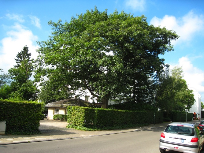 Chêne rouge d'Amérique – Uccle, Rue Langeveld, 63 –  07 Août 2007