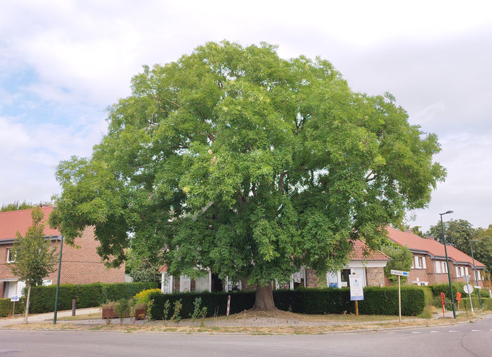 Japanse honingboom &ndash; Ukkel, Kriekenputstraat, 14 &ndash;  05 August 2026