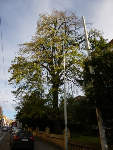 Treurzilverlinde – Ukkel, Alsembergsesteenweg, 602 –  29 Oktober 2013