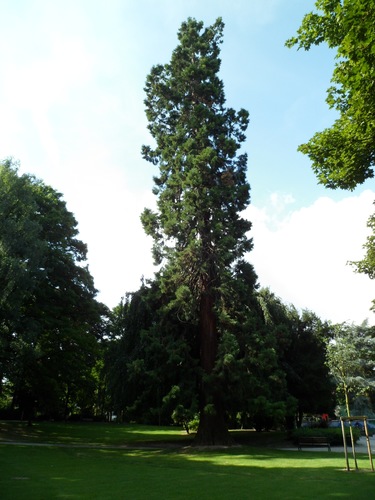 Mammoetboom – Ukkel, Montjoiepark –  22 August 2012