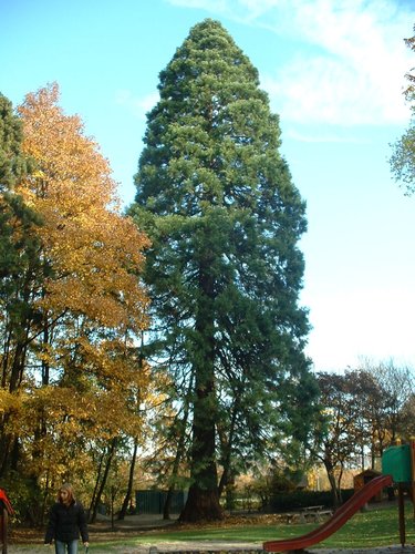 Mammoetboom – Ukkel, Sauvagerepark, parc –  05 November 2003