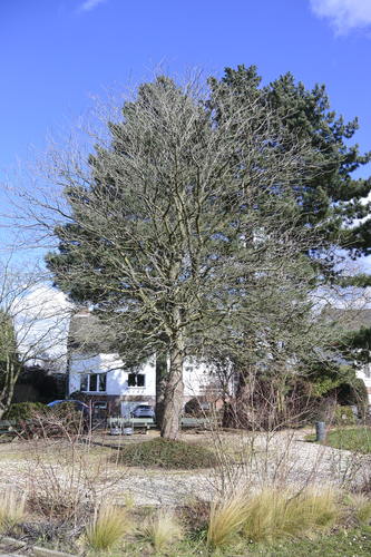 Aesculus flava &ndash; Ukkel, Mirabellensquare &ndash;  13 Maart 2023
