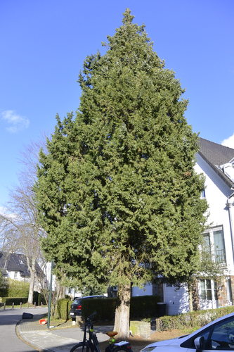 Juniperus chinensis – Ukkel, Bonapartelaan, 50/52 –  13 Maart 2023