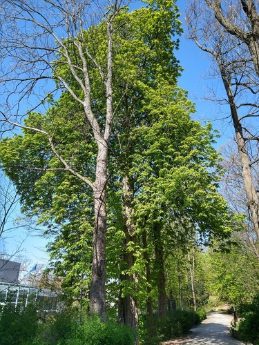 Marronnier commun – Uccle, Parc de Wolvendael –  23 Avril 2021