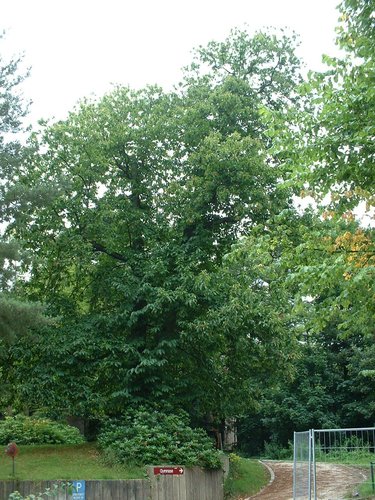 Tamme kastanje – Watermaal-Bosvoorde, Park van het Sint-Hubert collège, Charle-Albertlaan, 9 –  23 Juli 2002