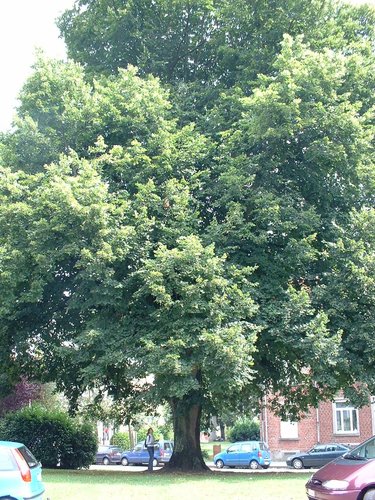 Tilleul à larges feuilles – Watermael-Boitsfort, Place Bisschoffsheim –  07 Août 2002