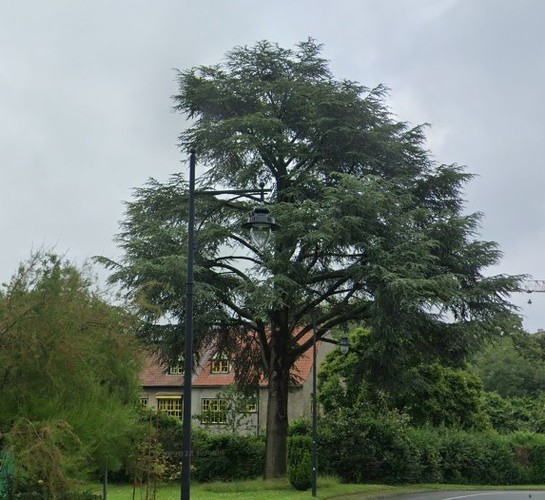 Cèdre bleu de l'Atlas &ndash; Watermael-Boitsfort, Rue des Valérianes, 1 &ndash;  28 Janvier 2026
