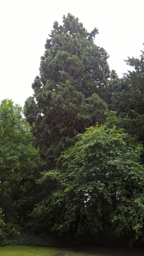 Mammoetboom – Watermaal-Bosvoorde, Terhulpsesteenweg, 181 –  12 Juli 2017