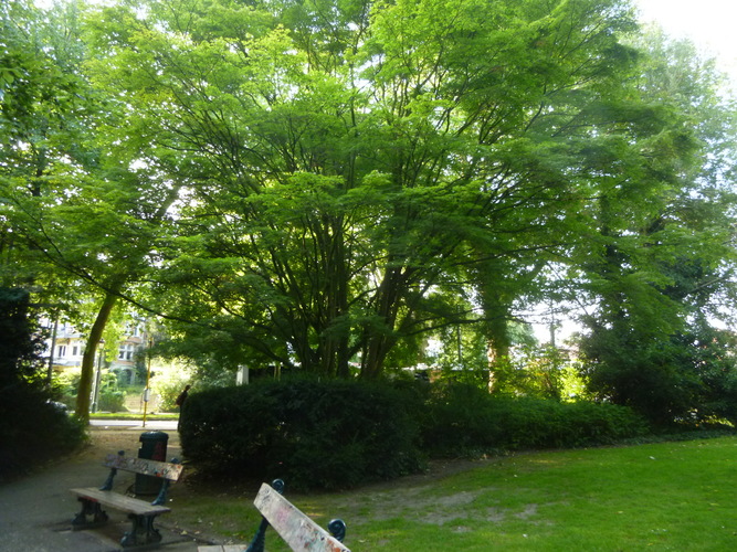 Erable palmé – Watermael-Boitsfort, Parc du Leybeek –  06 Août 2015