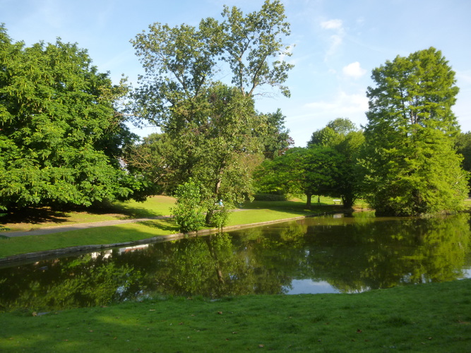 Populus x jackii – Watermael-Boitsfort, Parc du Leybeek –  06 Août 2015
