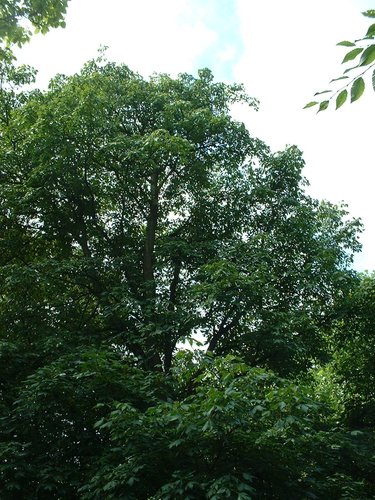 Aesculus pavia – Watermaal-Bosvoorde, Tenreukenpark, Vorstlaan –  19 Juli 2002