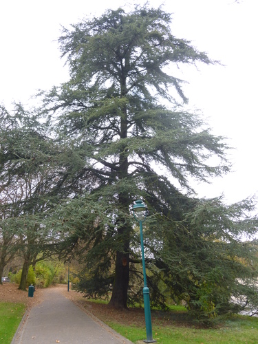 Cèdre du Liban – Watermael-Boitsfort, Parc Tenreuken, Boulevard du Souverain –  04 Novembre 2015