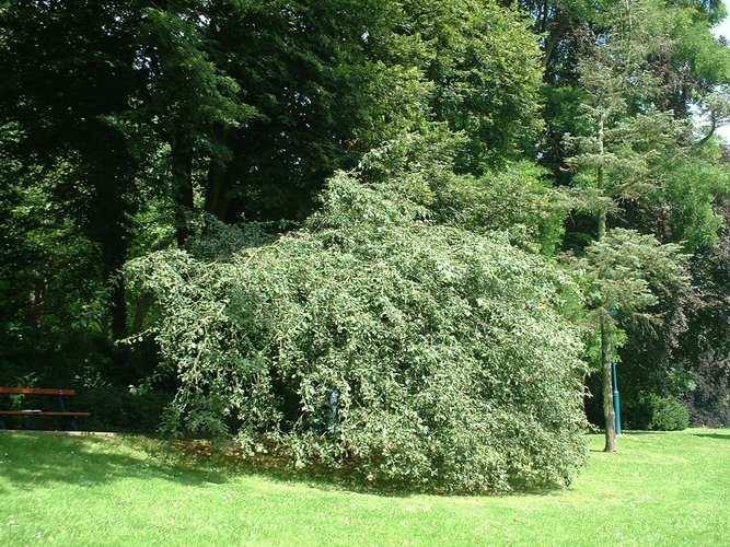 Malus pumila 'Elisa Rathke' – Watermaal-Bosvoorde, Tenreukenpark, Vorstlaan –  19 Juli 2002